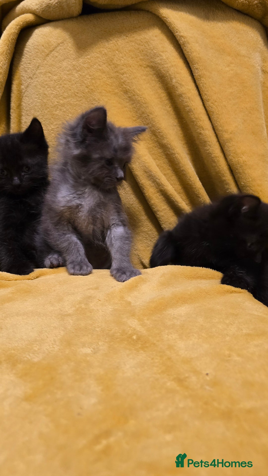 Ragdoll cats for sale: Beautiful half ragdoll kittens - Image 16
