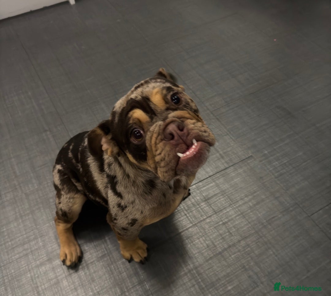 English Bulldog dogs for sale: Chocolate Tri Merle English Bulldog - Advert 6