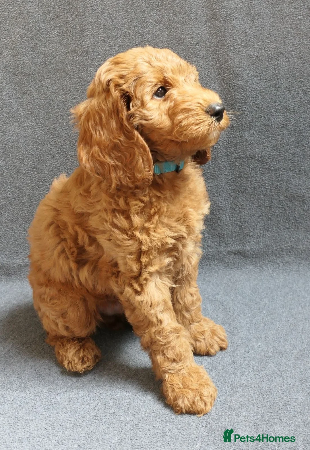 Cockapoo dogs for sale: FULLY HEALTH TESTED COCKAPOOS - Advert 1