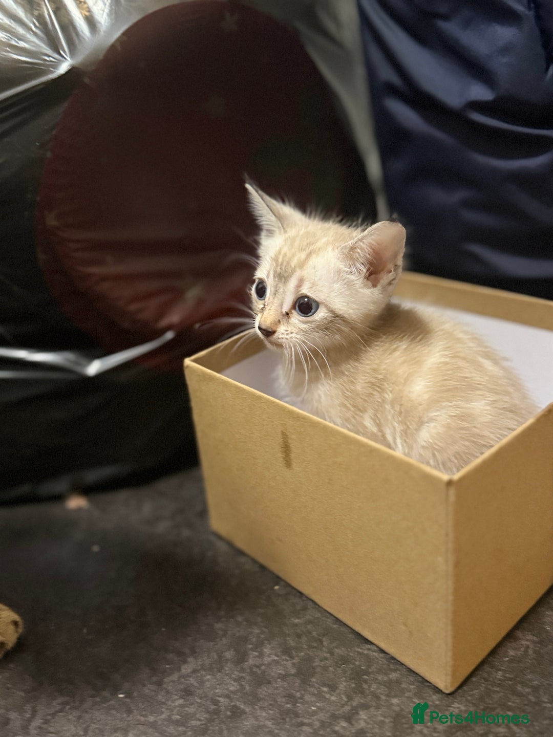 Bengal cats for sale: 2 gorgeous Bengal kittens for sale  - Advert 4