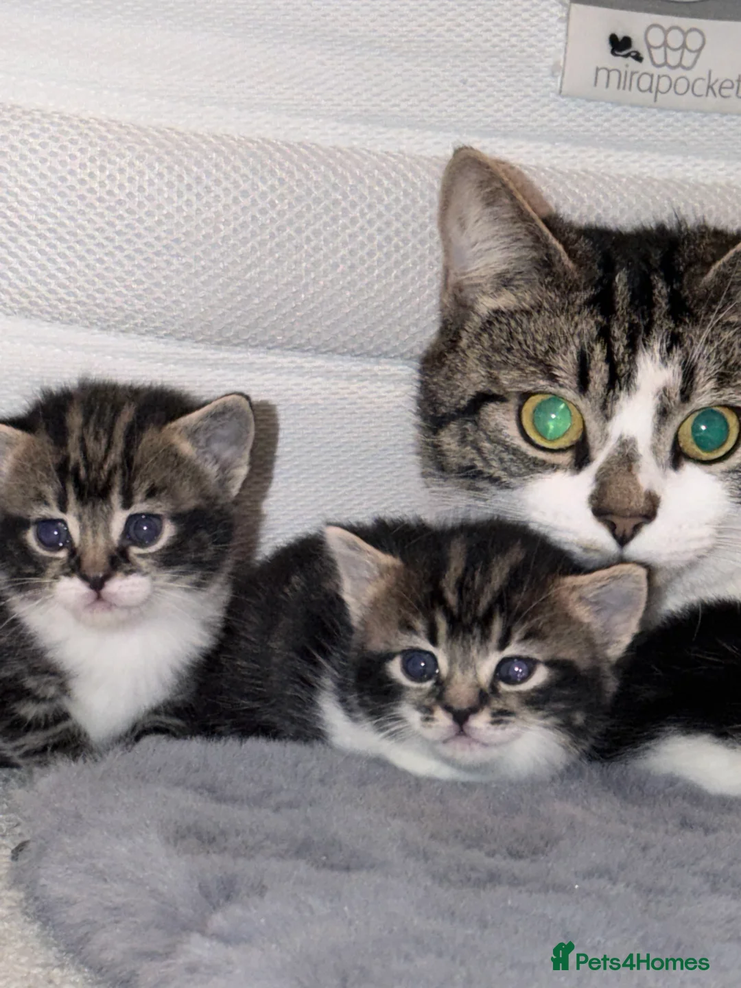 American Shorthair cats for sale: American shorthair/domestic shorthair kittens   in London - Advert 17
