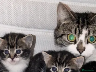 American Shorthair cats American shorthair/ tabby - Advert 7