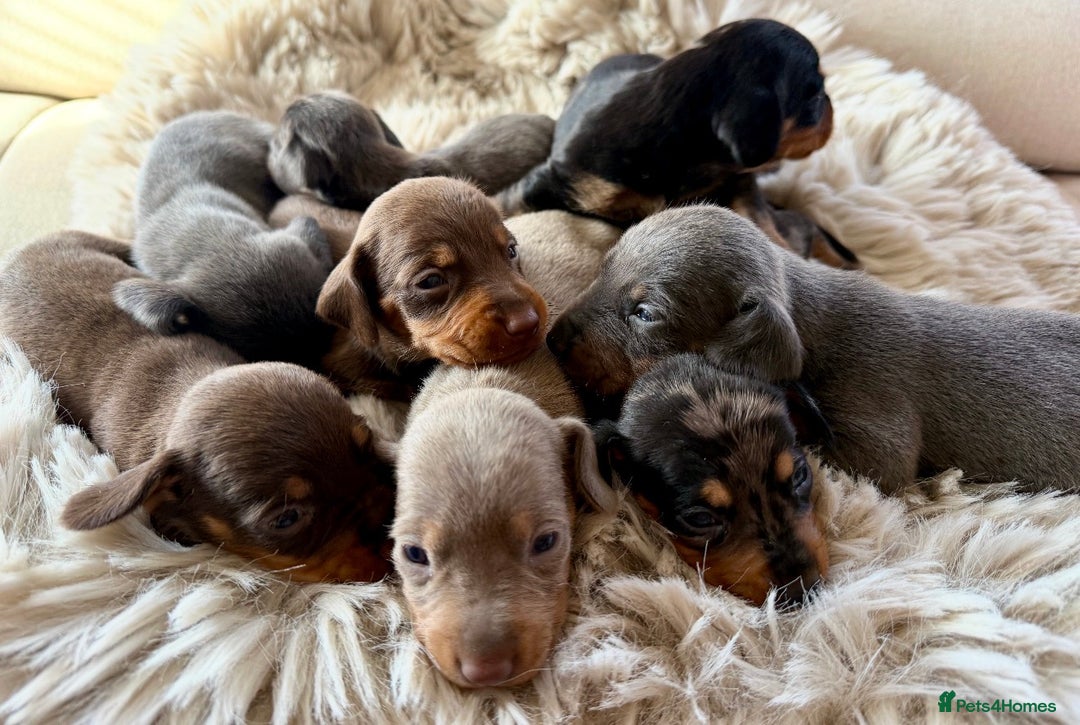 Dachshund dogs for sale: Beautiful mini dachshunds puppies  - Image 8