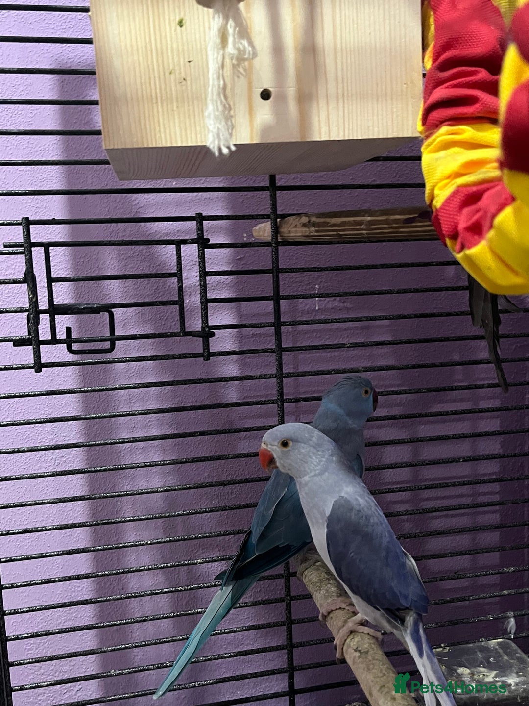 Ringnecks birds for sale: Ring necks for sale different colours  - Image 17
