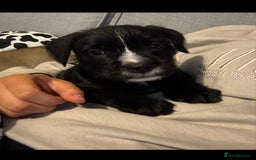 Mixed Breed dogs for sale: Ready Now!! British Bulldog x Miniature Schnauzer  - Image 4
