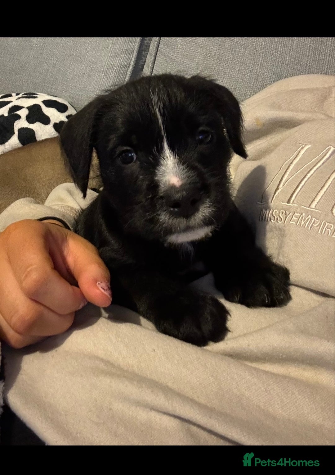 Mixed Breed dogs for sale: Ready Now!! British Bulldog x Miniature Schnauzer  - Image 4