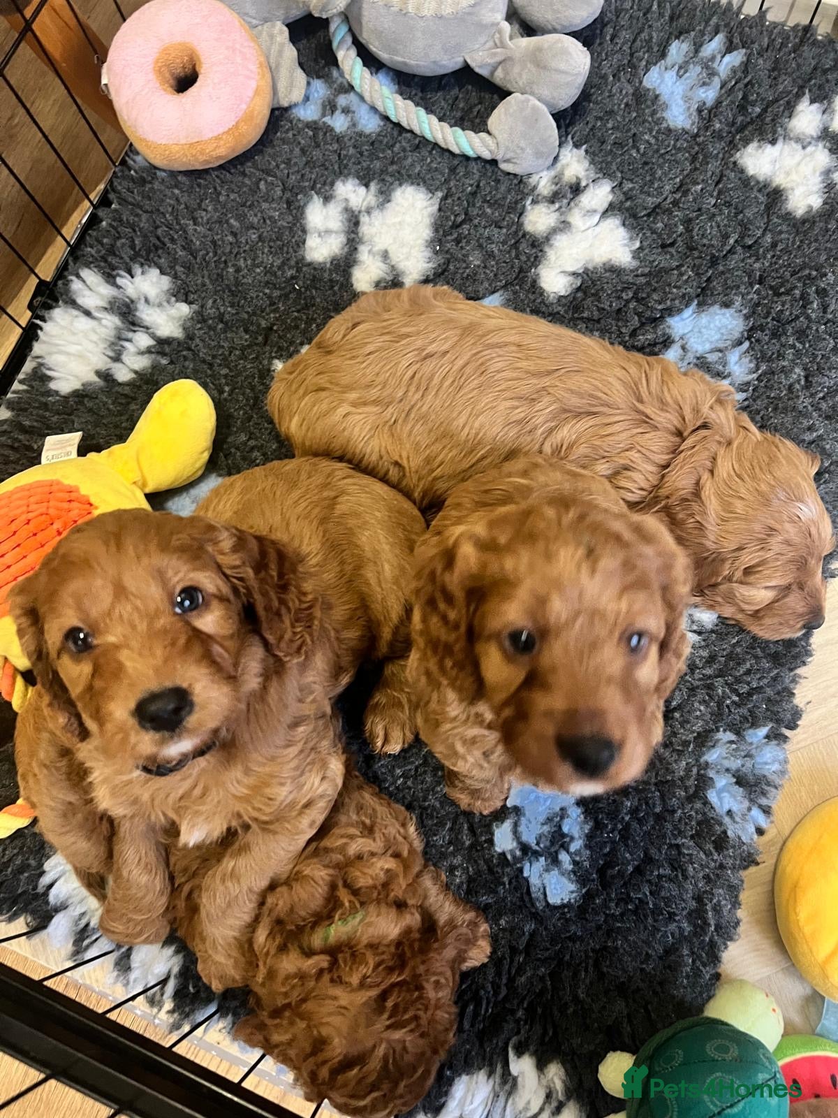 Cockapoo dogs Cookapoo - Advert 6