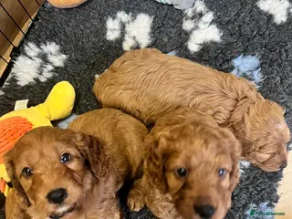 Cockapoo dogs Cookapoo - Advert 6