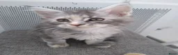 Maine Coon cats for sale: Pure breed XXL Maine Coon kittens  - Advert 13