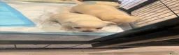 Chihuahua dogs for sale: Chihuahua puppies  - Advert 2