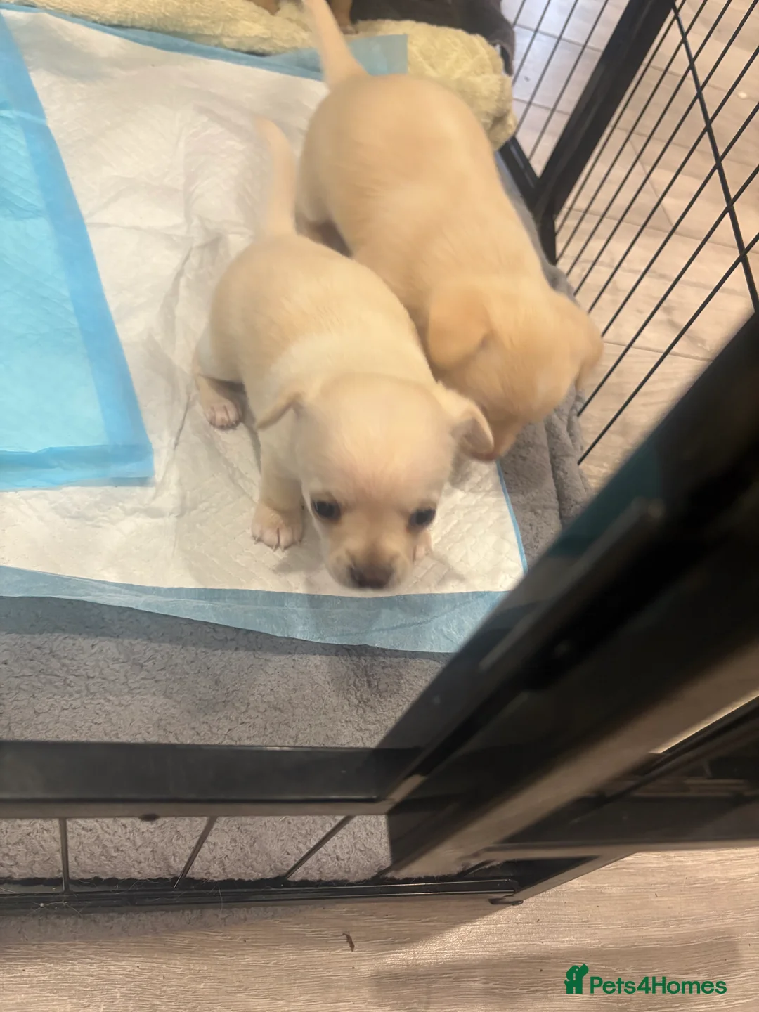 Chihuahua dogs for sale: Chihuahua puppies  - Advert 2