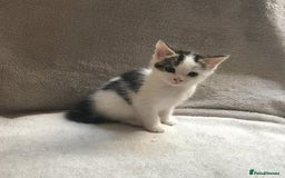 Mixed Breed cats for sale: Bring Home a Bundle of Joy Kittens Ready Oct. 2nd! - Image 29