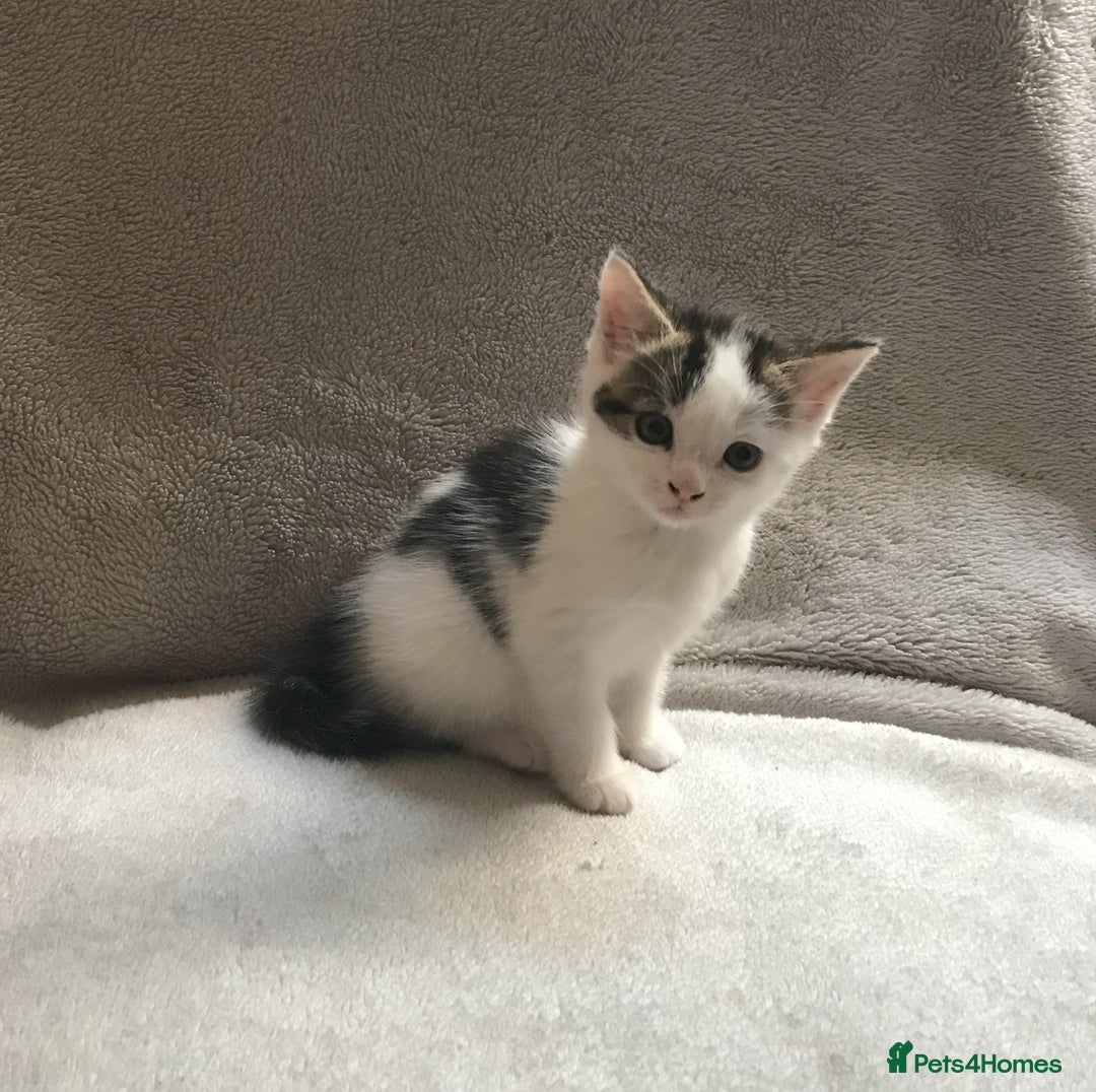 Mixed Breed cats for sale: Bring Home a Bundle of Joy Kittens Ready Oct. 2nd! - Image 29