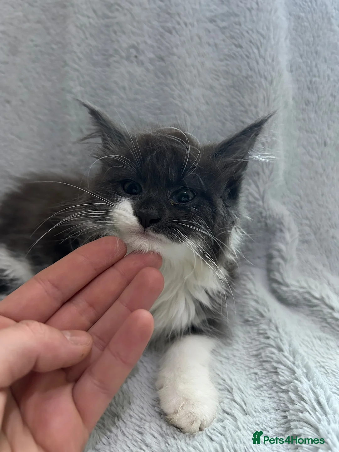 Mixed Breed cats for sale: long hair kitten  - Advert 2