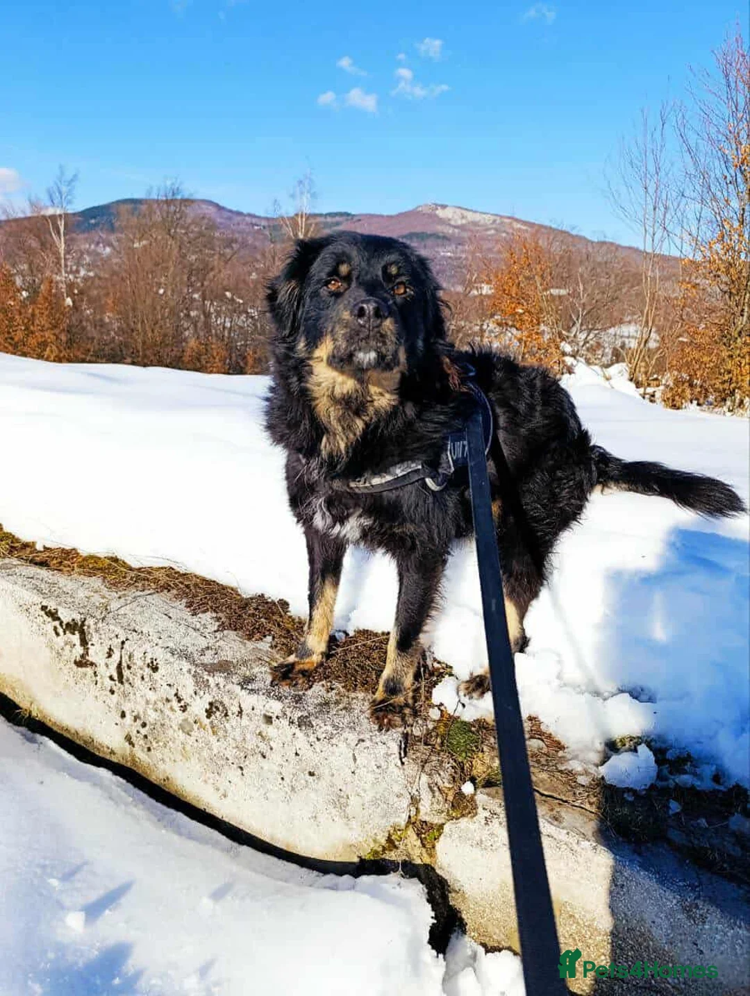 Mixed Breed dogs for adoption: ALEXANDER in Ashford - Advert 20