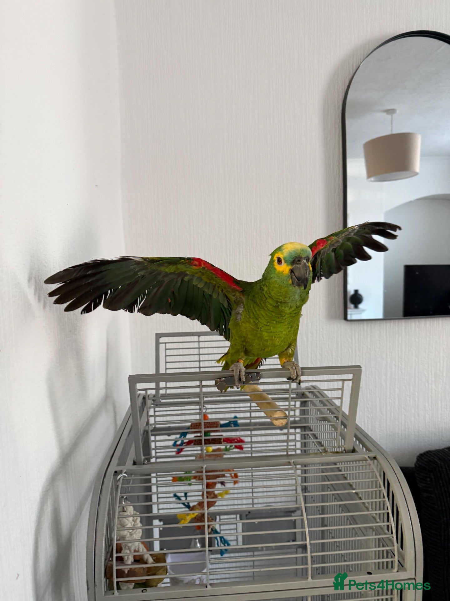 Parrots birds Blue Fronted Amazon parrot 🦜  - Advert 2