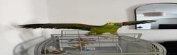 Parrots birds for sale: Blue Fronted Amazon parrot 🦜  - Advert 2