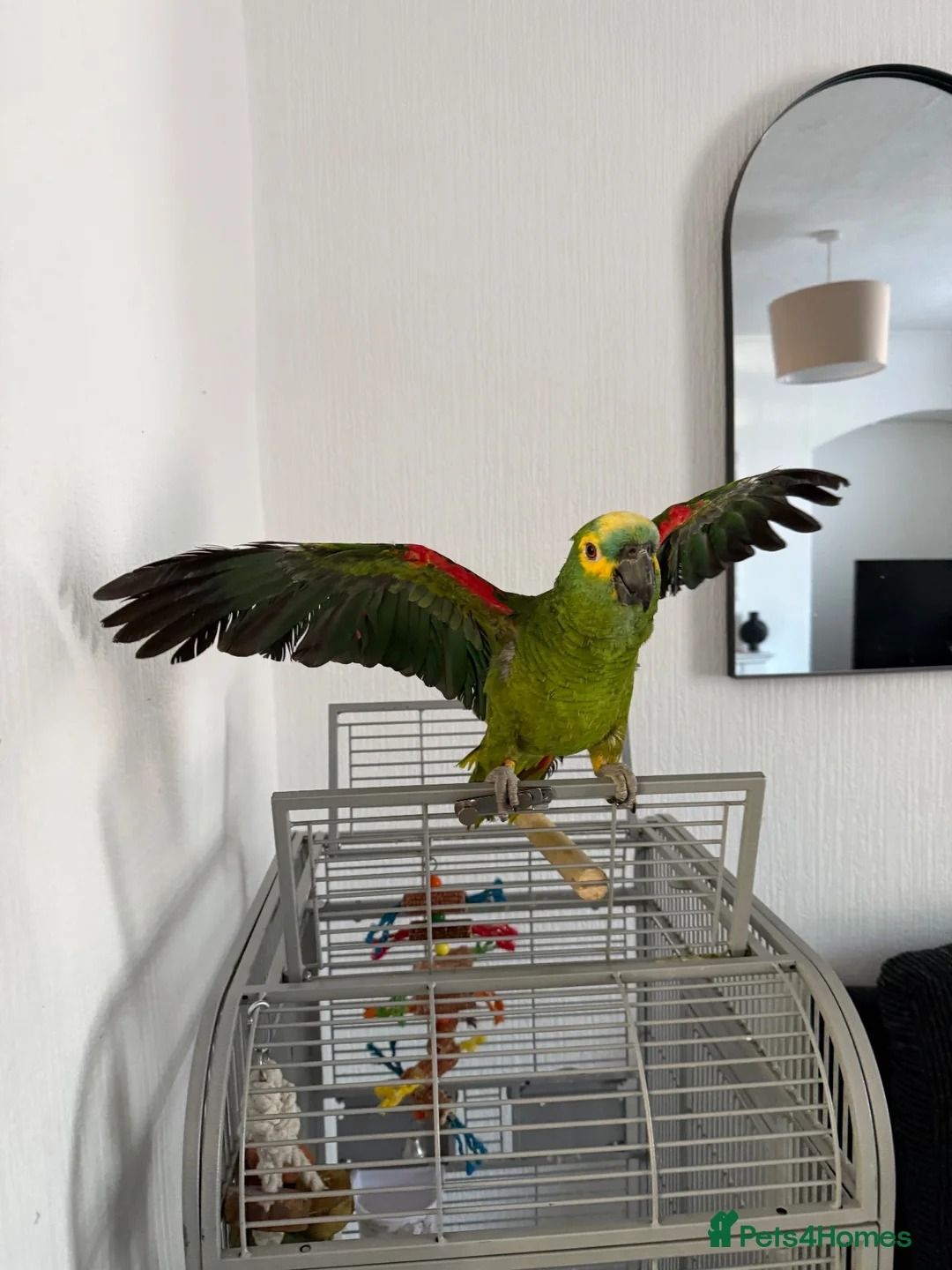 Parrots birds for sale: Blue Fronted Amazon parrot 🦜  - Advert 2