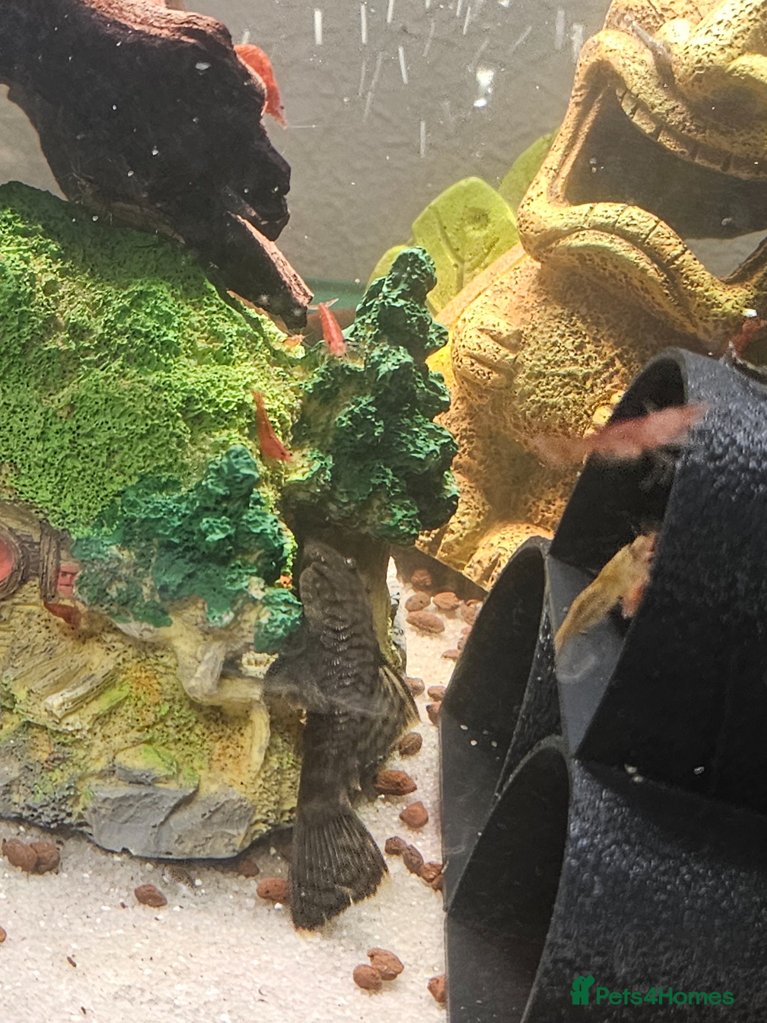 Catfish fish Bristlenose pleco  - Advert 1