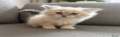Siberian 3