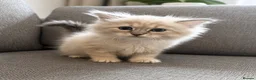 Siberian cats for sale: Beautiful Full Siberian Kittens – Hypoallergenic - Advert 8