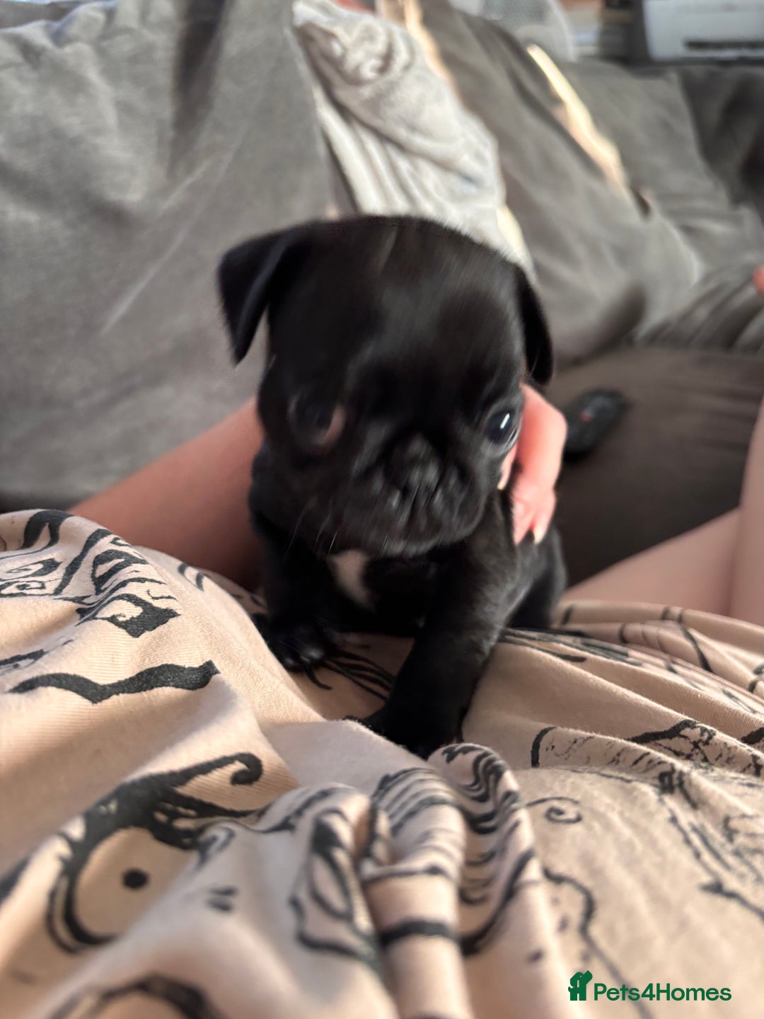 Pug dogs for sale: Puppies - Image 10