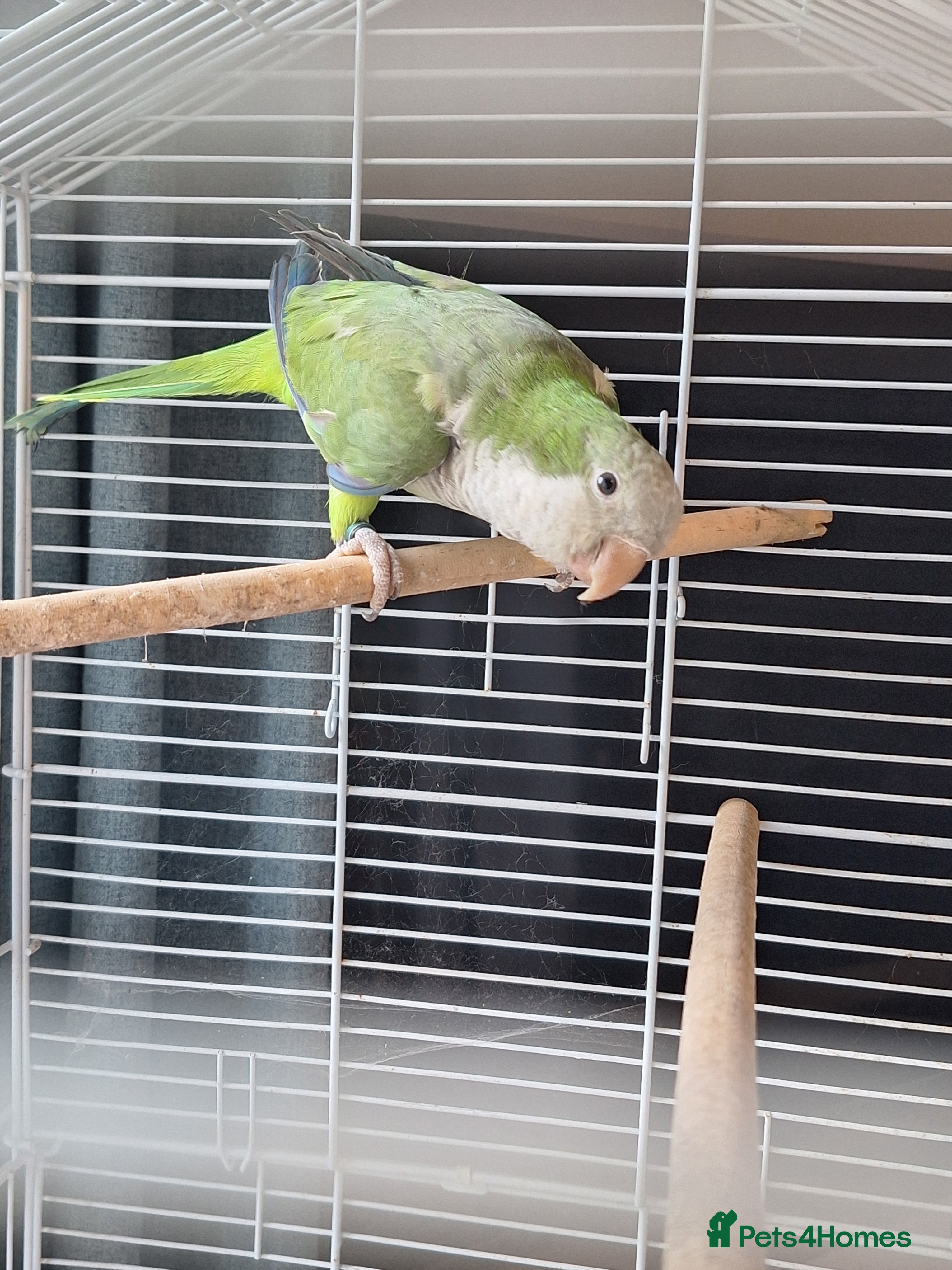 Parrots birds Quaker parrot for sale - Advert 1