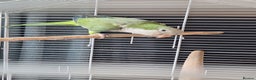 Parrots birds for sale: Quaker parrot for sale - Advert 1