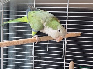 Parrots birds Quaker parrot for sale - Advert 1