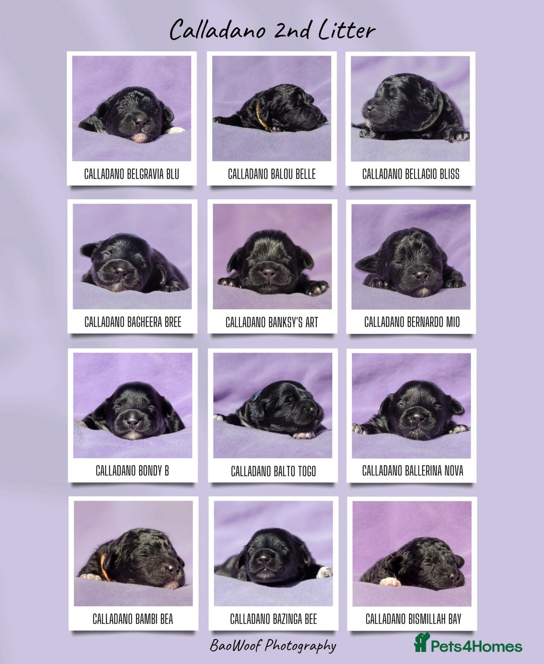 Portuguese Water Dog dogs for sale: Portuguese Water Dog Puppy–Boy Available Now - Advert 5