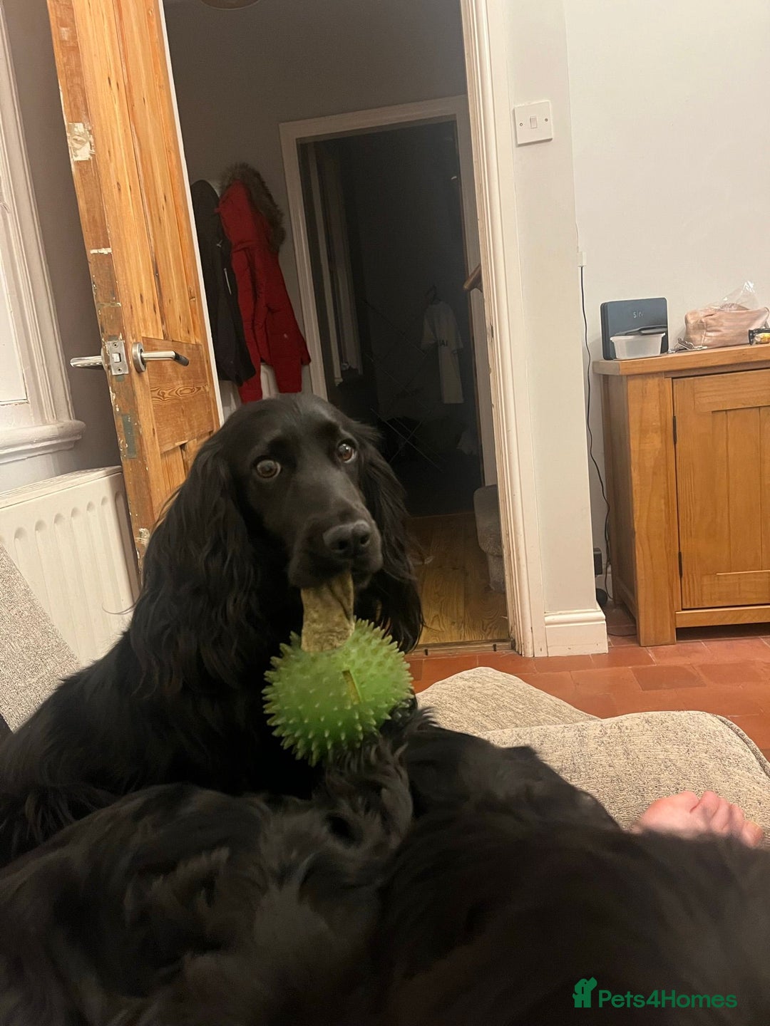 Cocker Spaniel dogs for sale: Kc registered Working cocker spaniel puppies  - Advert 14