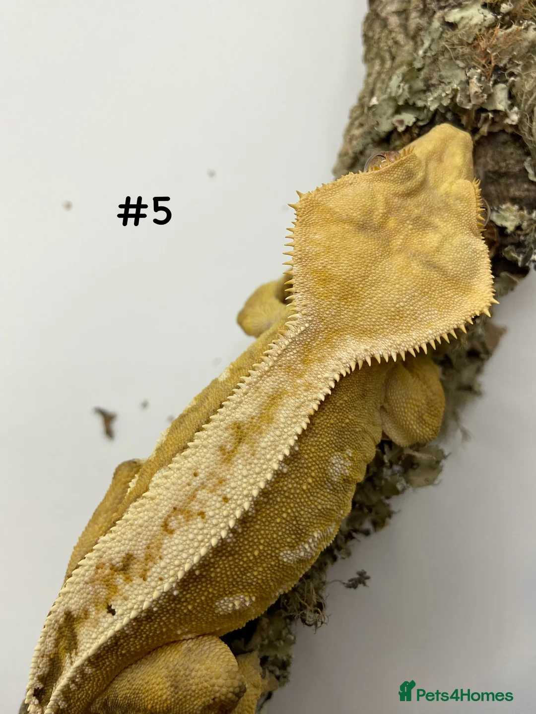 Gecko reptiles for sale: Adult and Juvenile Crested Geckos - Advert 16