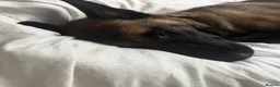 Belgian Shepherd Dog dogs for sale: Belgium Malinois - Advert 2
