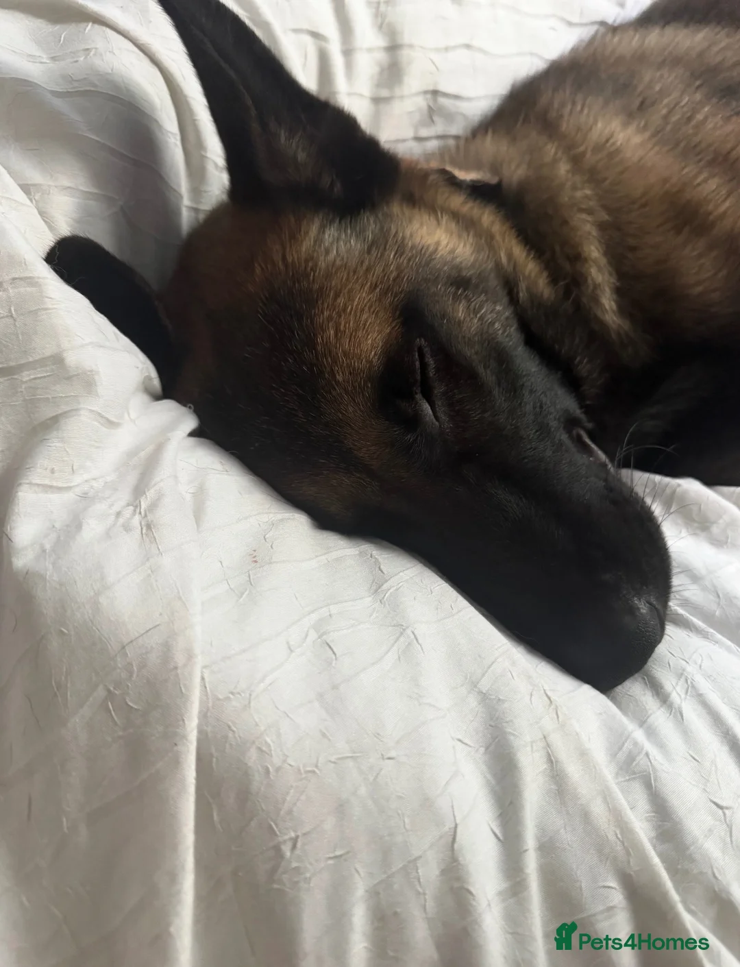 Belgian Shepherd Dog dogs for sale: Belgium Malinois - Advert 2