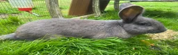 Continental Giant rabbits for sale: Continental giant rabbit kits (already vaccinated) - Advert 5