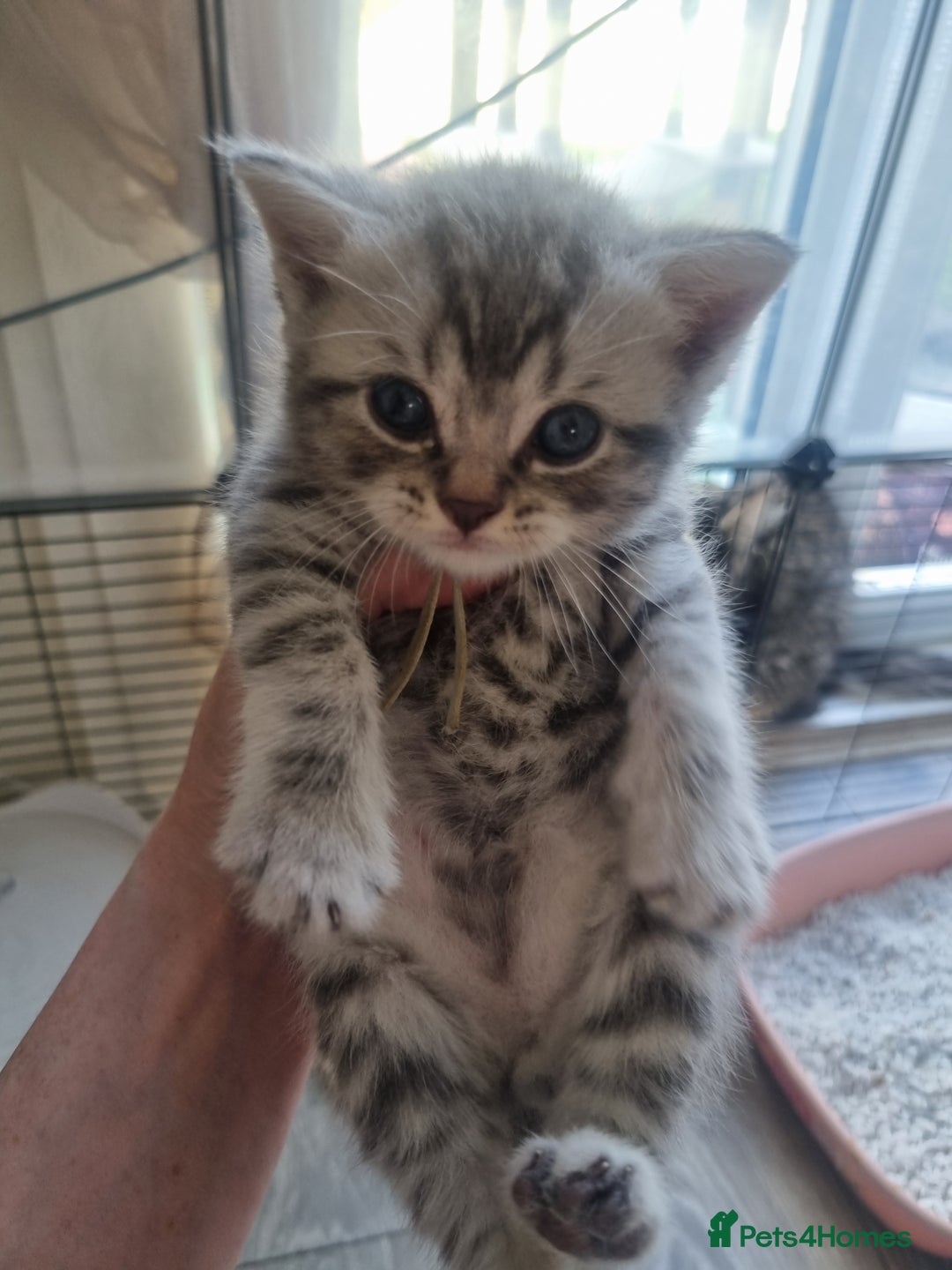 British Shorthair cats for sale: Rare tabby British shorthair  in Knottingley - Image 1