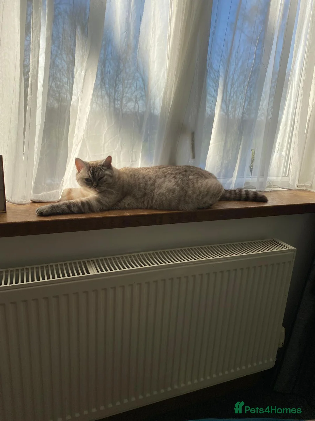 British Shorthair cats for sale: British Shorthair Kittens for Sale in Romford - Advert 4