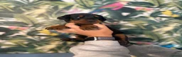 Dobermann dogs for sale: INTERNATIONAL CHAMPION EUROPEAN DOBERMANNS  - Advert 35