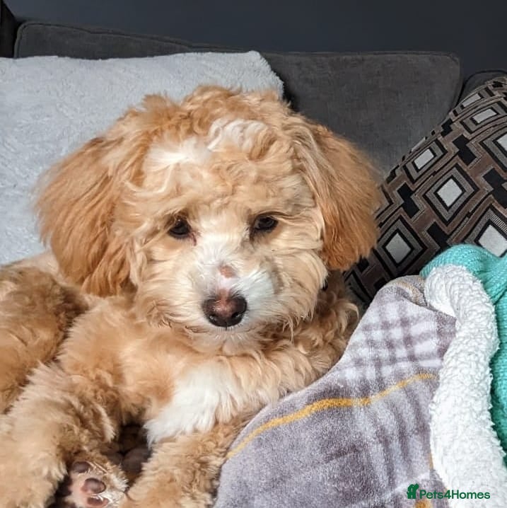 Maltipoo dogs Home-raised F1b Maltipoo Puppies – Red & Champagne - Advert 2