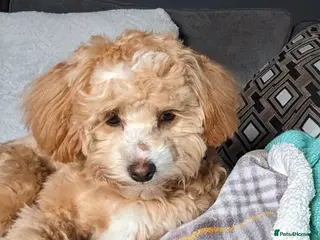 Maltipoo dogs Home-raised F1b Maltipoo Puppies – Red & Champagne - Advert 2