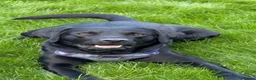 Labrador Retriever dogs for stud: Outstanding Working Line Black Labrador Retriever  - Advert 7
