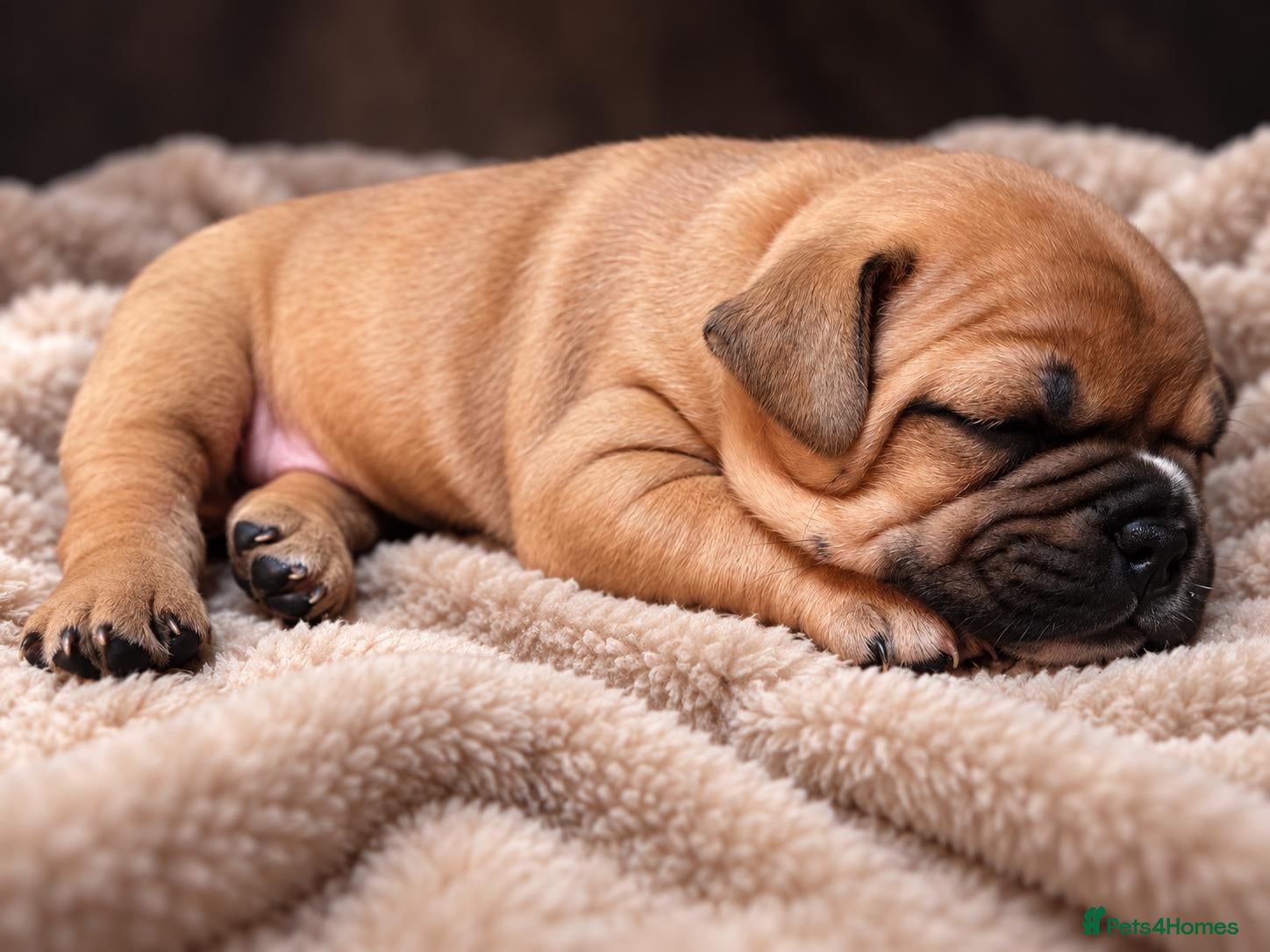 Mixed Breed dogs for sale: STAFFORDSHIRE BULLTERRIOR X FRENCHBULLDOG PUPPIES - Advert 14