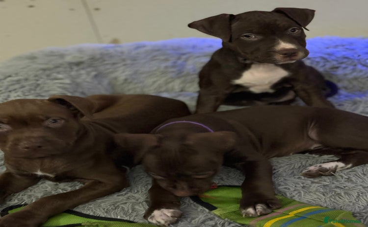 American Bull Staffy dogs Staffy Bull Puppies - Advert 1