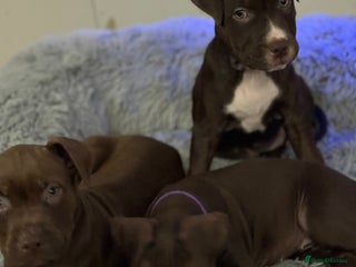 American Bull Staffy dogs Staffy Bull Puppies - Advert 1