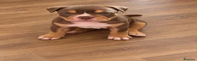 American Bully 1