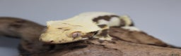 Gecko reptiles for sale: Male and female crested geckos  - Advert 14