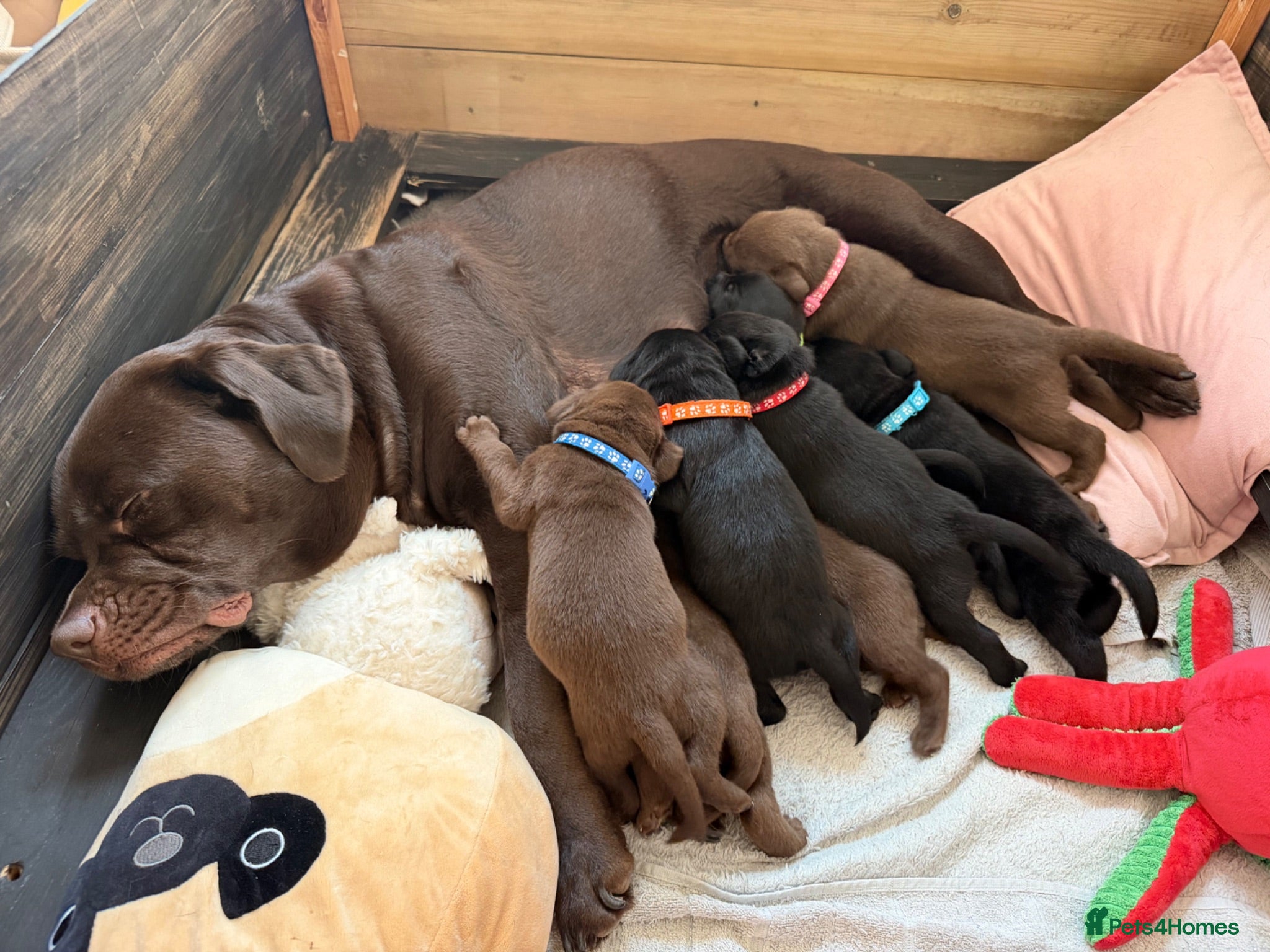 Labrador Retriever dogs Beautiful Chocolate & Black Labrador Puppies - Advert 1