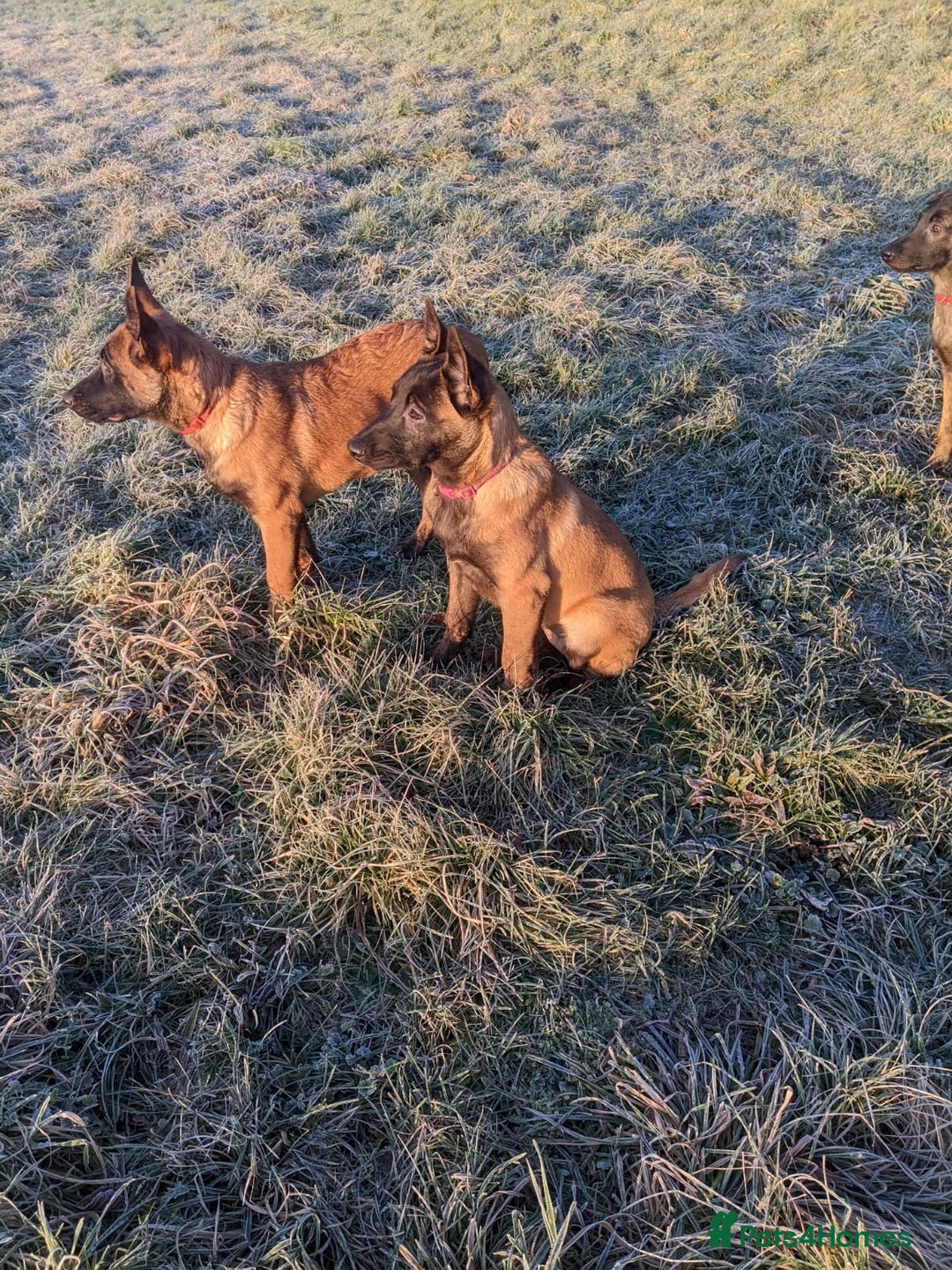 Belgian Shepherd Dog dogs for sale: Belgian Shepherd (Malinois) - Advert 3