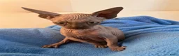 Sphynx cats for sale: 6 tica registered Sphynx Kittens in London - Advert 1