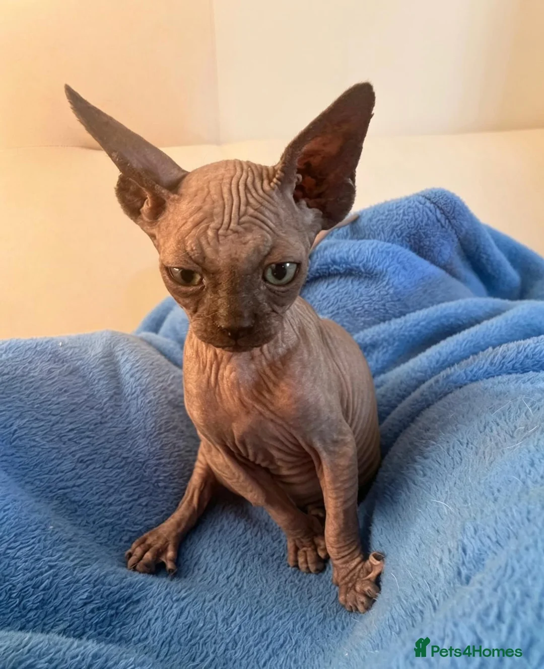 Sphynx cats for sale: 6 tica registered Sphynx Kittens in London - Advert 1